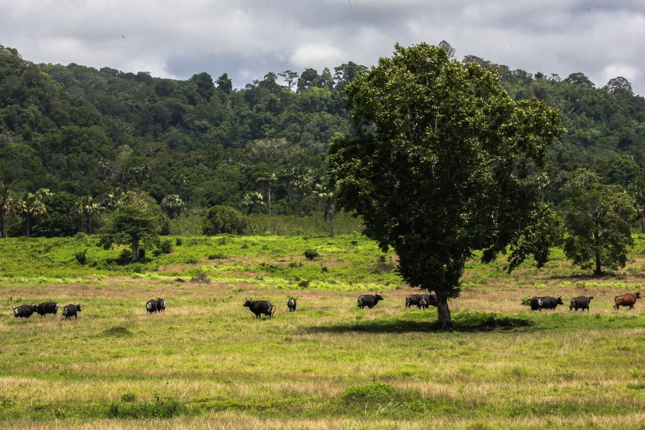 Taman Nasional Alas Purwo Banyuwangi Ditutup Saat Idulfitri 2026, Ini Jadwal dan Alasannya